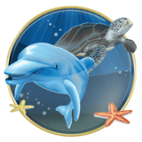Dolphin Reef